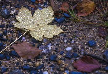 Leaf with water droplets on ground
