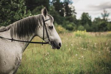 Fototapeta na wymiar Grey horse head in summer green field