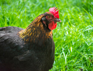 Beautiful Rooster on nature background