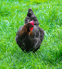 Beautiful Rooster on nature background