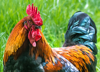 Beautiful Rooster on nature background