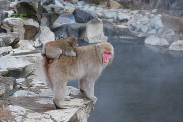 Obraz premium 地獄谷の猿の親子