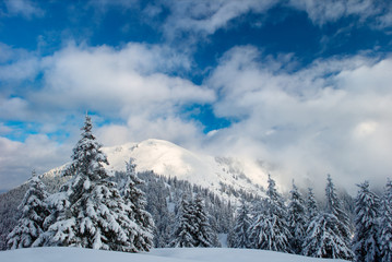 Fototapeta premium Winter Carpathian mountains and fog with beautiful sunlight. Trees covered with snow.