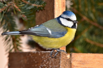 blue tit during winter birdwatching
