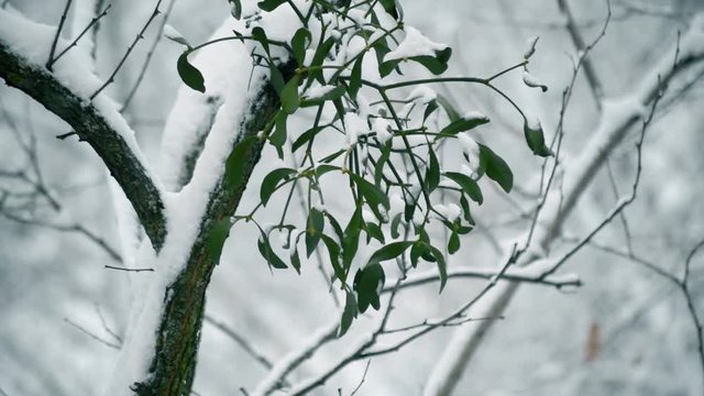 Closeup of mistletoe in snow on tree branch outdoors in snowy forest with snowfall in a forest or park. Scenic winter video.