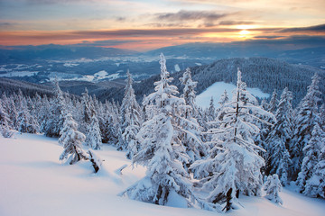 Winter forest