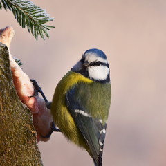 blue tit during winter birdwatching