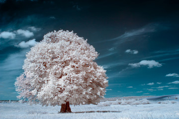 Plakaty  White tree