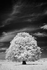 White tree