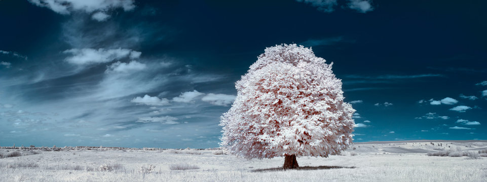 White tree