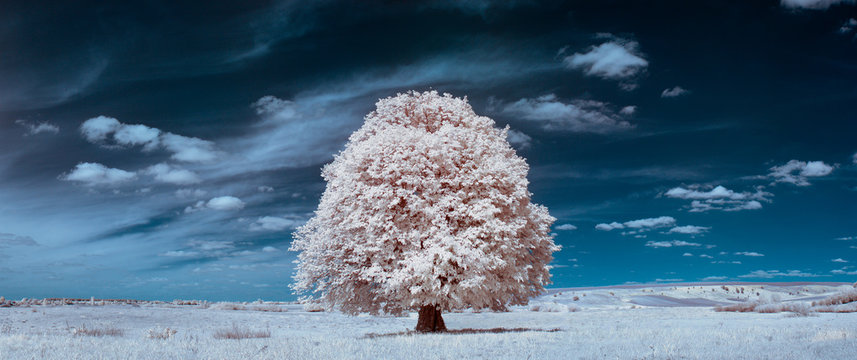 White tree