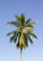 Fototapeta premium coconut tree with blue sky background