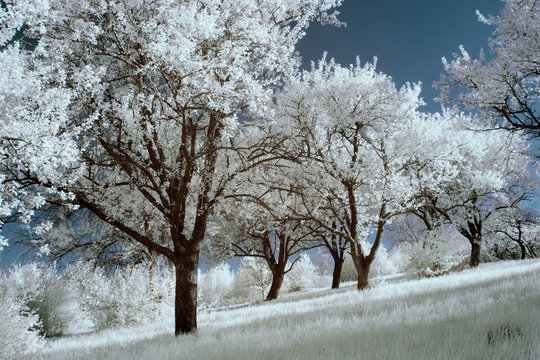 Fototapeta infrared photography  landscape  park  garden 