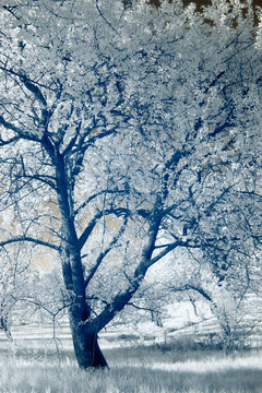 Fototapeta infrared photography  landscape  park  garden 