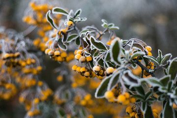 Frozen vegetation - winter in Turopolje