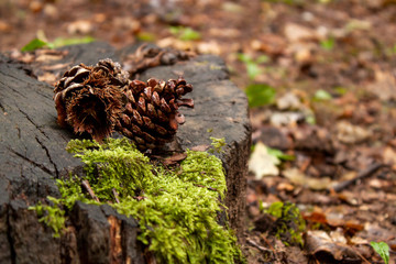 pine cones on wooden stump