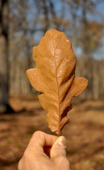 leaf of pedunculate oak (Quercus robur)