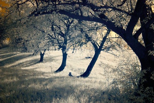 Fototapeta infrared photography  landscape  park  garden 