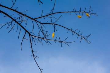 Yellow Leaf on tree with bull sky background