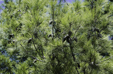 шишки на ветках сосны освещенные солнцем на летнем небе © ketty_vi
