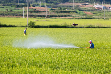 Working farmer