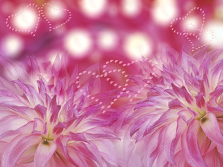 Obraz premium pink dahlias flowers on blurred pink background. Bright floral composition. card for the holiday. Nature.