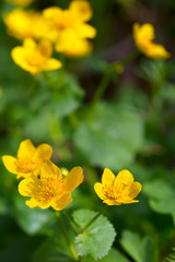yellow wild flowers