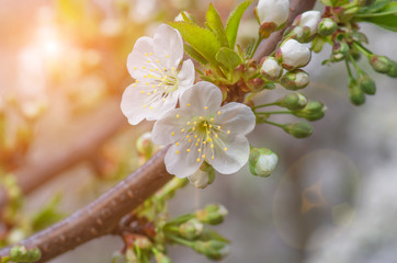 delicate flowers and young leaves of cherry wood