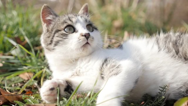 Felis catus animal playing in the grass slow motion 1920X1080 HD footage - Relaxing scene with kitten in the field slow-mo 1080p FullHD video 