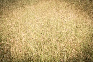 Grass with a warm light in the morning.