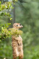 Watching Out Meerkat