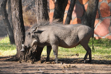 warthog