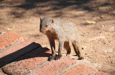 zebra mongoose