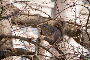 Squirrel In New York