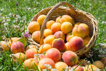 ripe apricots with a basket