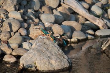 Fototapeta premium カワセミ,ブッホウソウ目カワセミ科カワセミ属