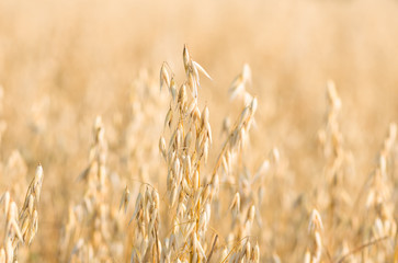 organic golden ripe ears of oats in field