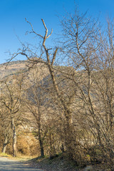 winter landscape, trees and mountain on winter