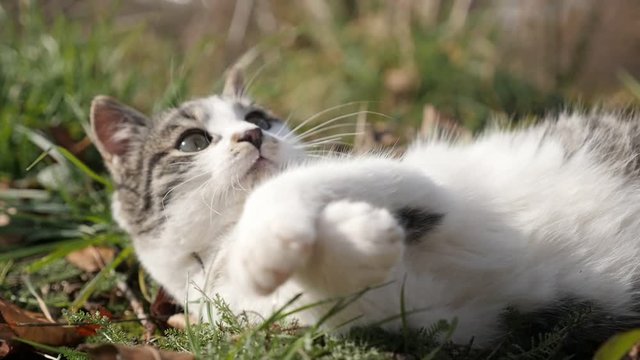 Relaxing scene with kitten in the field slow-mo 1920X1080 HD footage - Curious Felis catus animal in the grass slow motion 1080p FullHD video