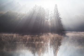 Duck above a misty lake