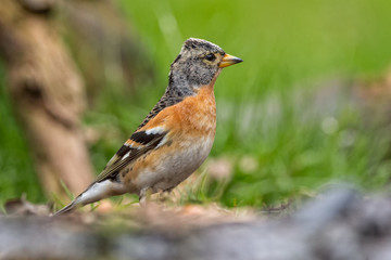 Fototapeta premium Brambling
