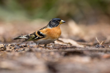 Brambling
