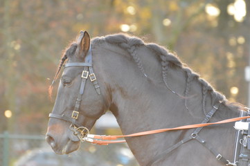 cheval de courses