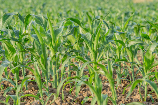 young green corn field in agricultural garden