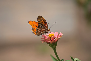 Fototapeta na wymiar orange butterfly on a flower 