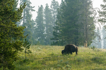 Buffalo in Yellowstone