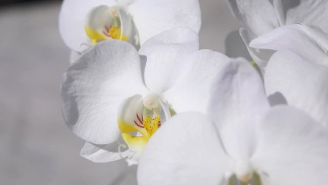 CLOSE UP: Amazingly fresh white flowering orchid with multiple small blossoms