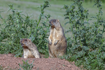 cute furry marmots