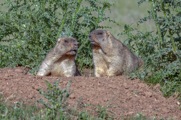 cute furry marmots