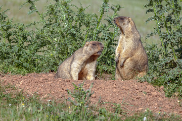 cute furry marmots
